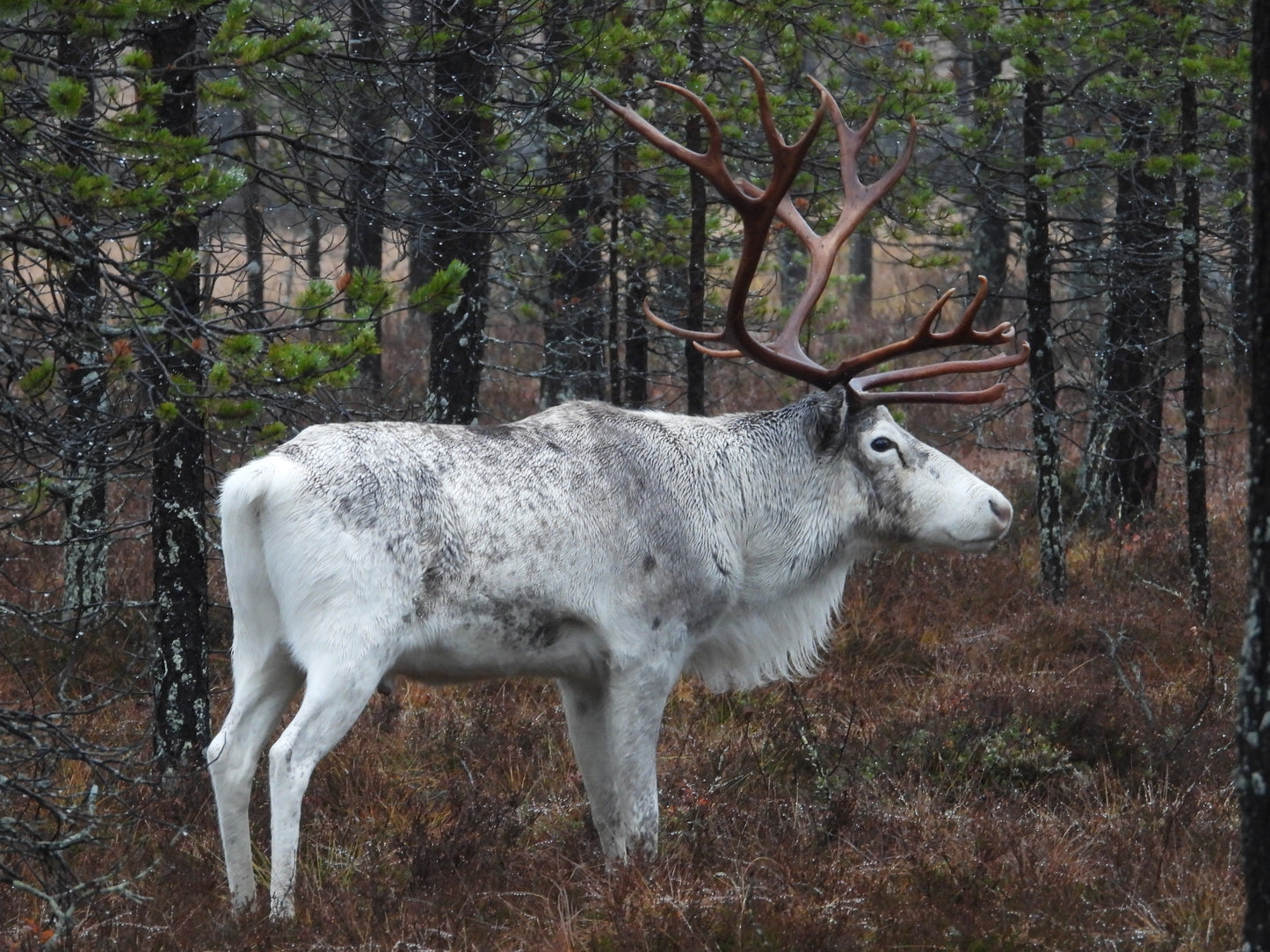 Reinsdyrbukken i Gutulia